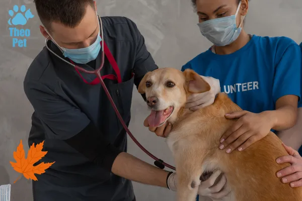 اهمیت واکسیناسیون سگ در پاییز