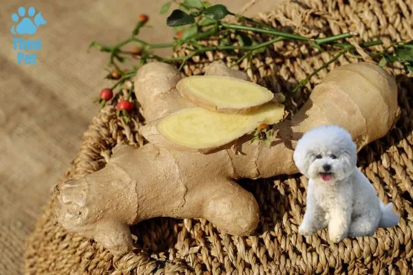 خواص زنجبیل برای انواع نژاد سگ