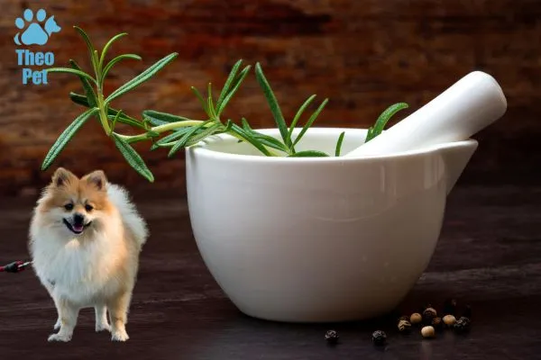 خواص گیاه رزماری برای سگ ها و نحوه استفاده