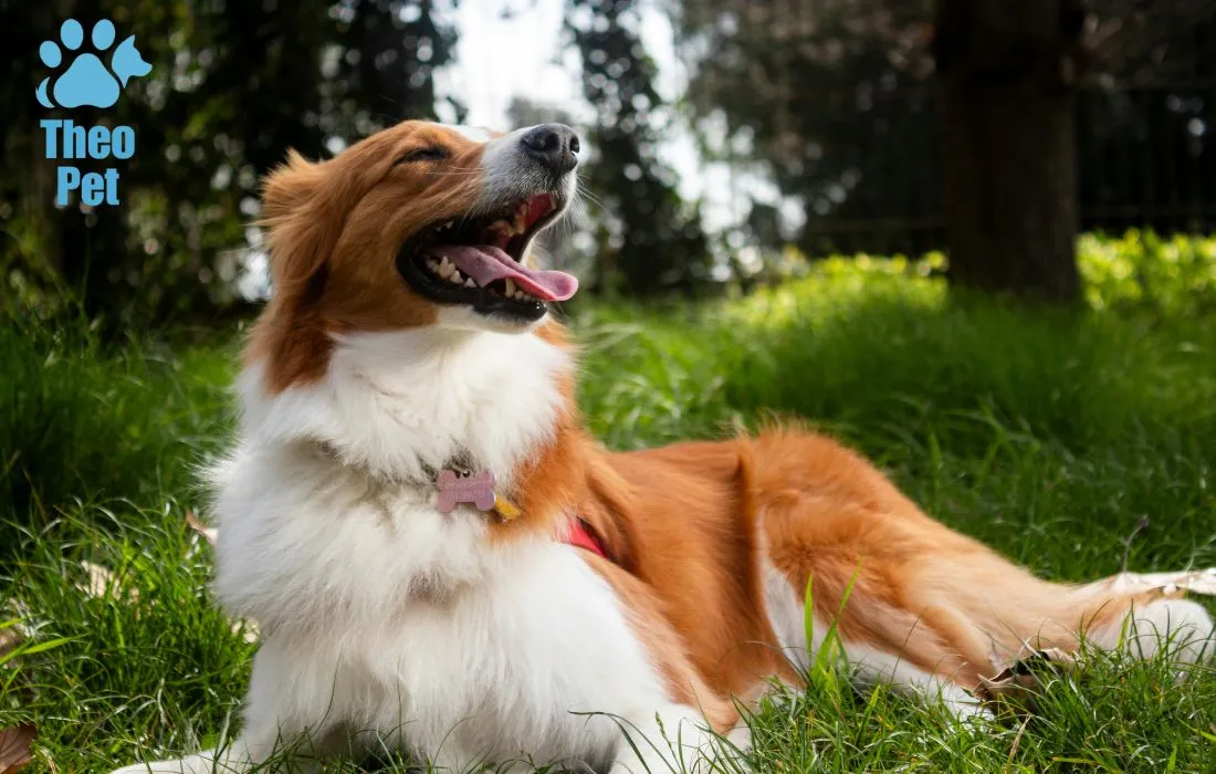 خواص و نحوه استفاده از گیاهان طبیعی و دارویی برای سلامتی سگها