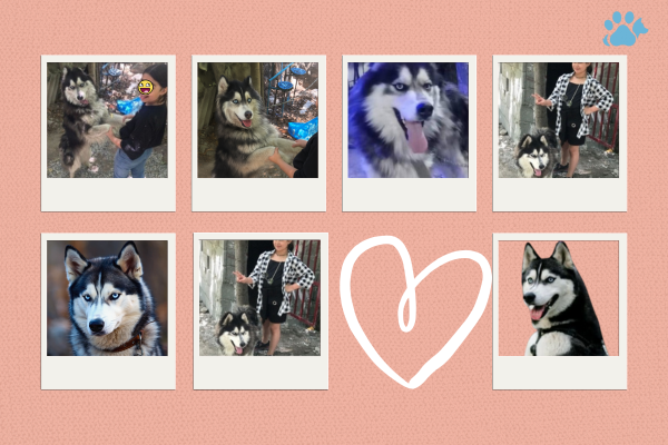 عکس هاسکی عکس های برند تئو پت