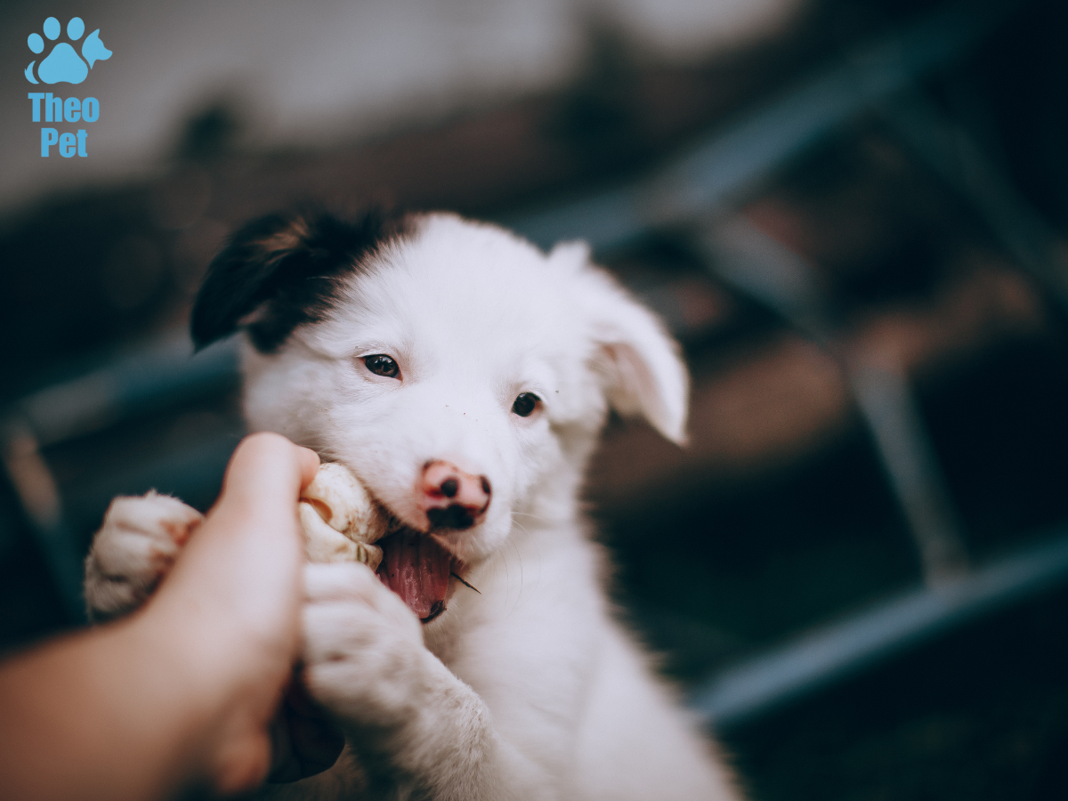 بیماریهای شایع توله سگها و راه درمان دارویی و خانگی